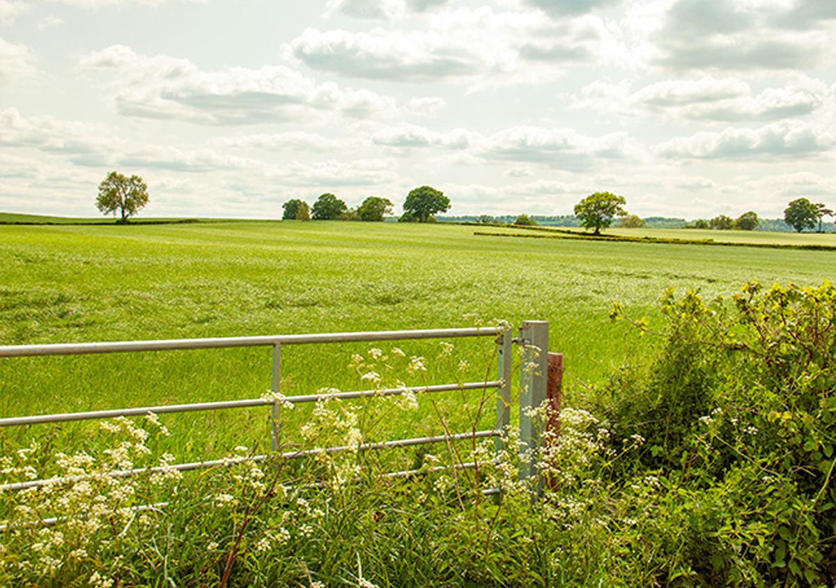 campagne campagne