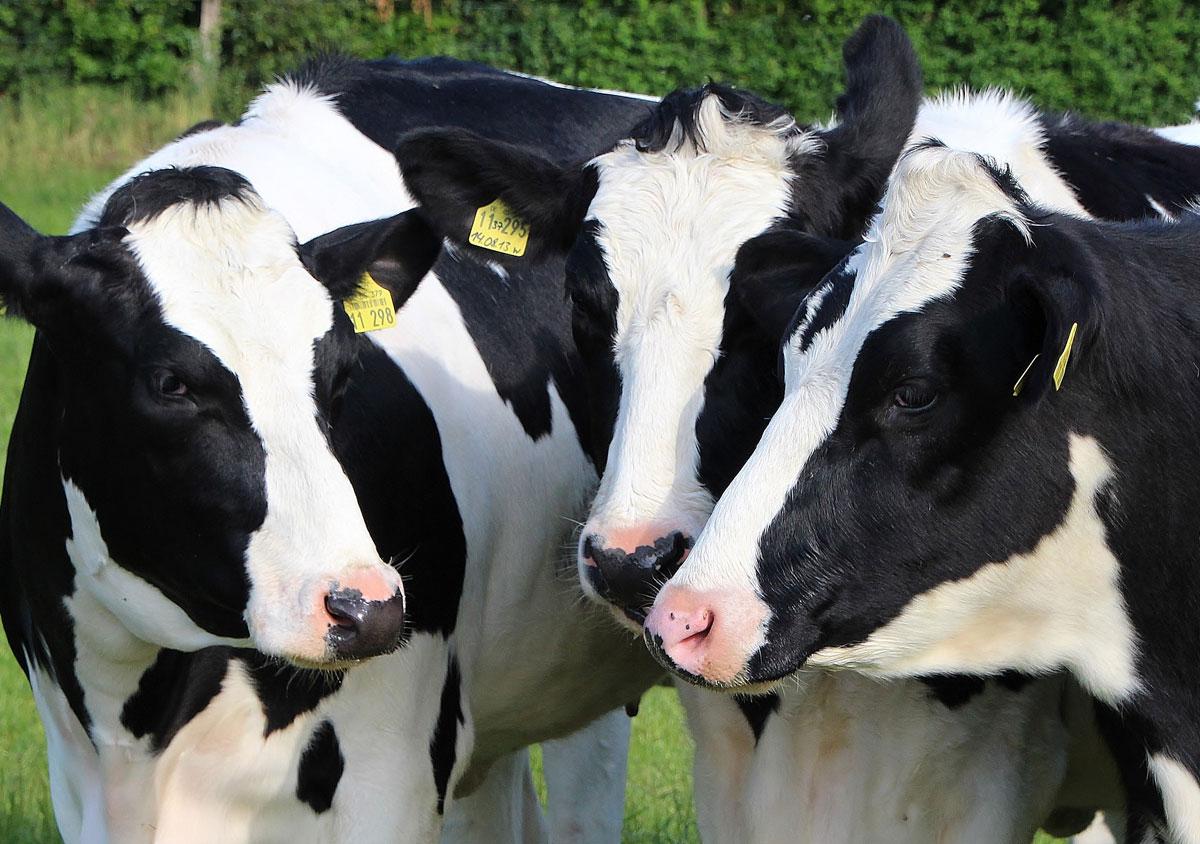 Vaches vaches laitieres